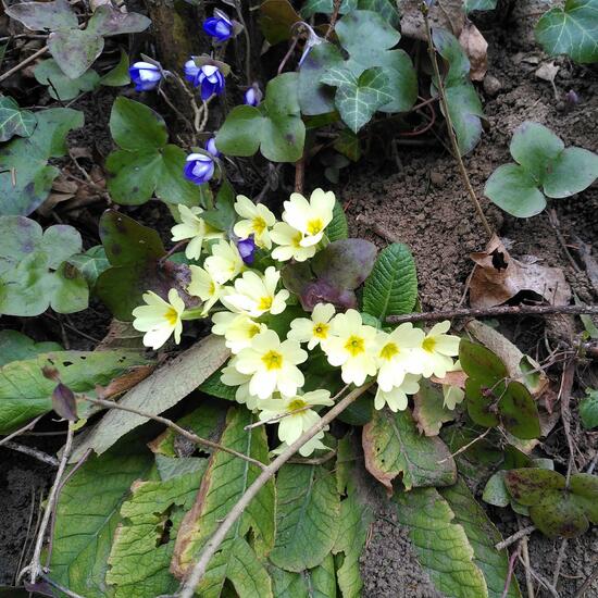 Primula vulgaris: Plant in habitat Temperate forest in the NatureSpots App