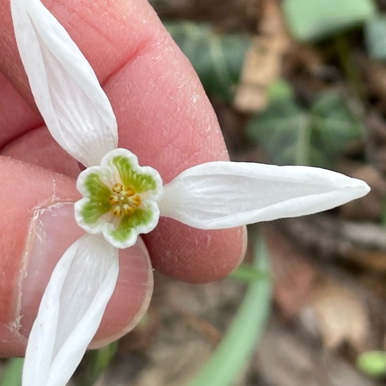 Galanthus nivalis: Plant in habitat Riparian forest in the NatureSpots App