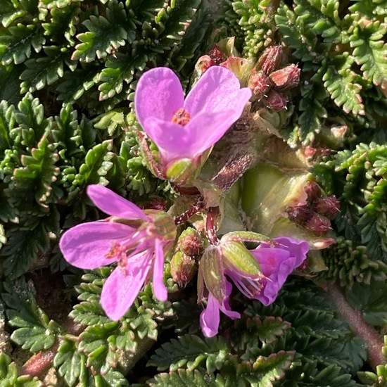 Erodium cicutarium: Plant in habitat Crop cultivation in the NatureSpots App
