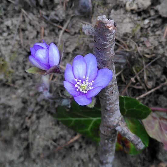 Anemone hepatica: Plant in habitat Temperate forest in the NatureSpots App