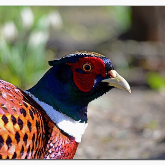 Common Pheasant: Animal in habitat Backyard in the NatureSpots App