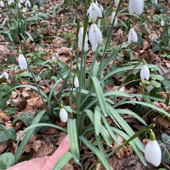 Galanthus nivalis: Plant in habitat Riparian forest in the NatureSpots App