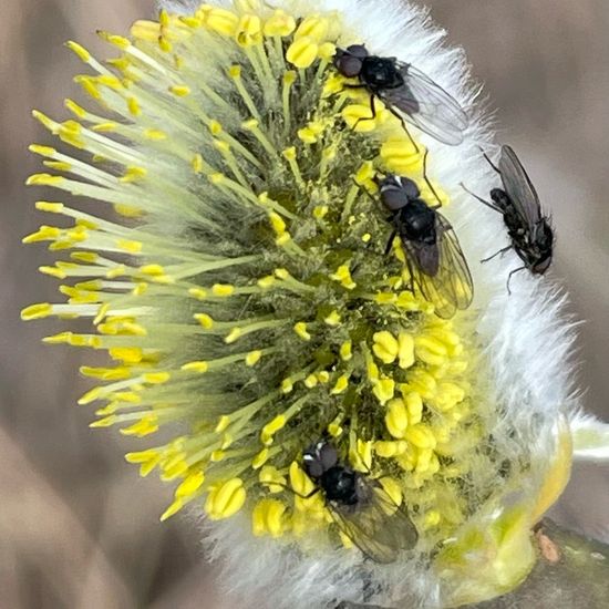 Salix caprea: Plant in habitat Park in the NatureSpots App