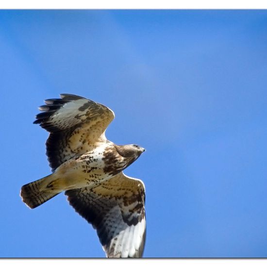 Common Buzzard: Animal in habitat Backyard in the NatureSpots App