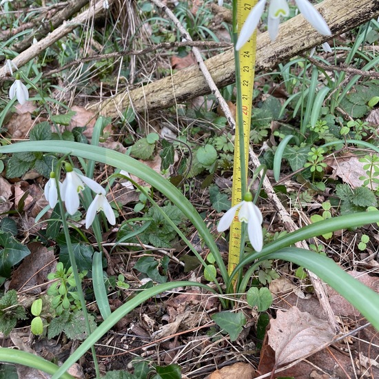 Galanthus nivalis: Plant in habitat Riparian forest in the NatureSpots App