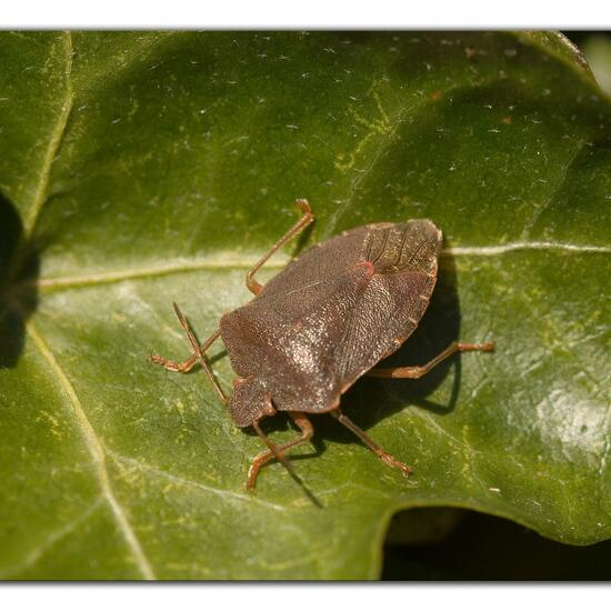 Green shield bug: Animal in habitat Garden in the NatureSpots App