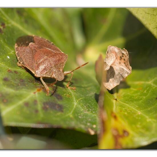 Green shield bug: Animal in habitat Garden in the NatureSpots App