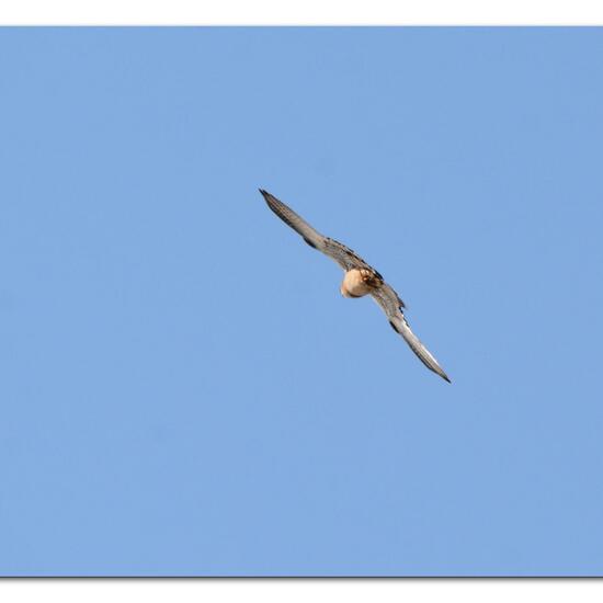 Common Kestrel: Animal in habitat Grassland in the NatureSpots App