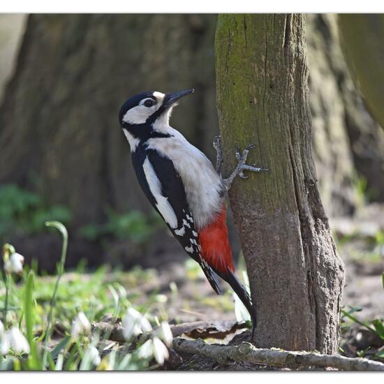 Great Spotted Woodpecker: Animal in habitat Backyard in the NatureSpots App