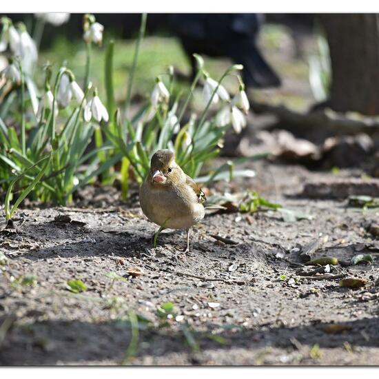 Common Chaffinch: Animal in habitat Backyard in the NatureSpots App
