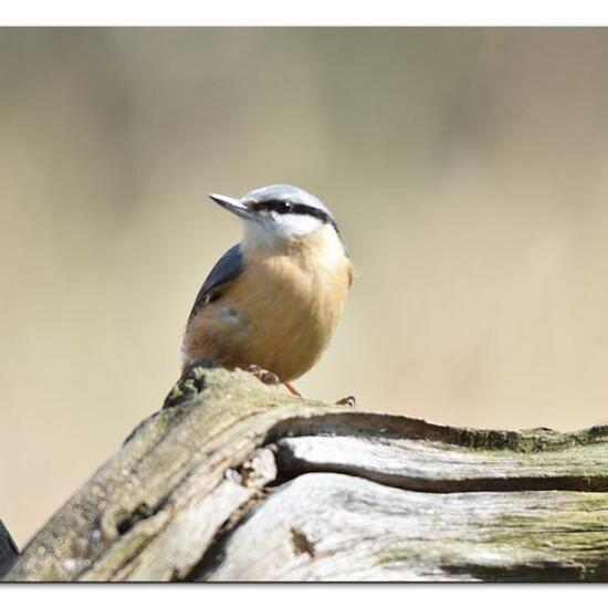 Sitta europaea: Animal in habitat Backyard in the NatureSpots App
