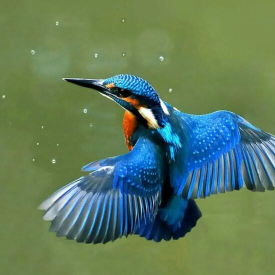 Common Kingfisher: Animal in nature in the NatureSpots App