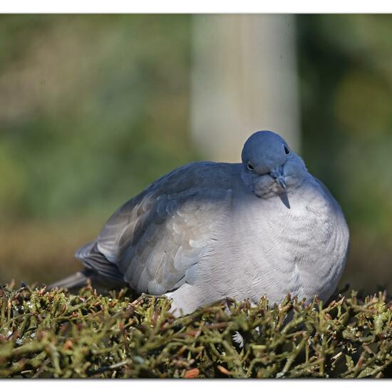 Eurasian Collared Dove: Animal in habitat Garden in the NatureSpots App
