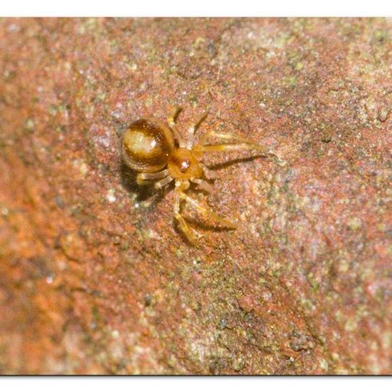 Theridiidae: Animal in habitat Garden in the NatureSpots App