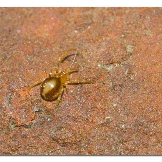 Theridiidae: Animal in habitat Garden in the NatureSpots App