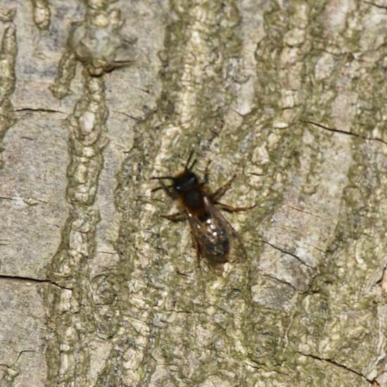 Andrena clarkella: Animal in habitat Forest in the NatureSpots App