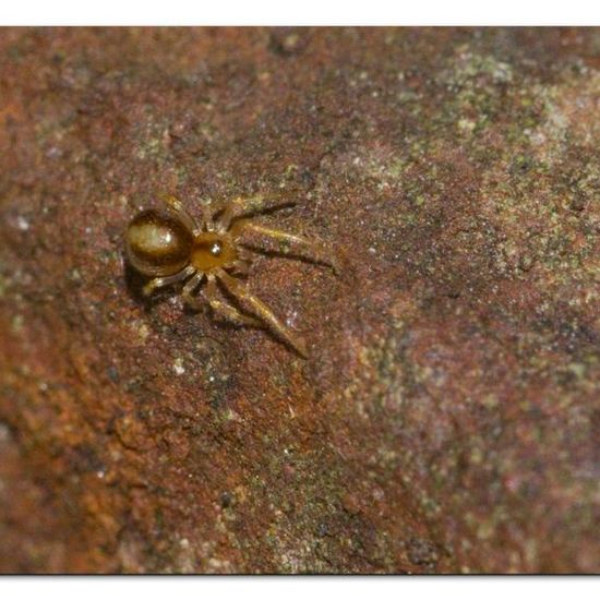 Theridiidae: Animal in habitat Garden in the NatureSpots App