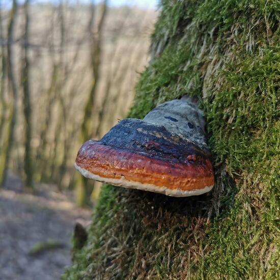Fomitopsis pinicola: Mushroom in habitat Temperate forest in the NatureSpots App
