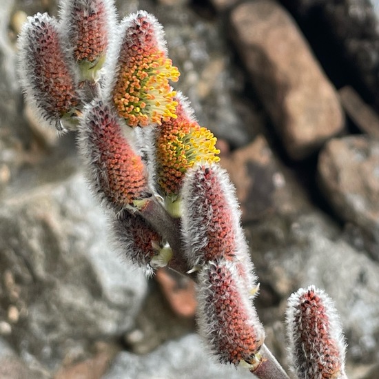 Salix purpurea: Plant in habitat Backyard in the NatureSpots App