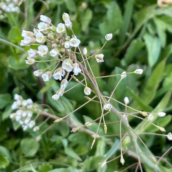 Capsella bursa-pastoris: Plant in habitat Brownfield land in the NatureSpots App