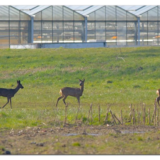 Roe deer: Animal in habitat Agricultural meadow in the NatureSpots App