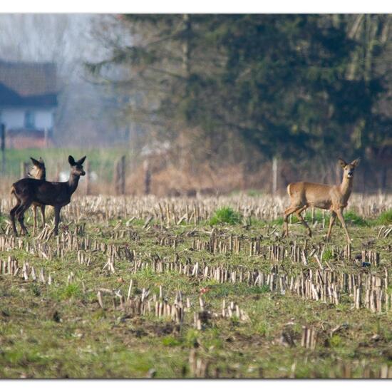 Roe deer: Animal in habitat Agricultural meadow in the NatureSpots App