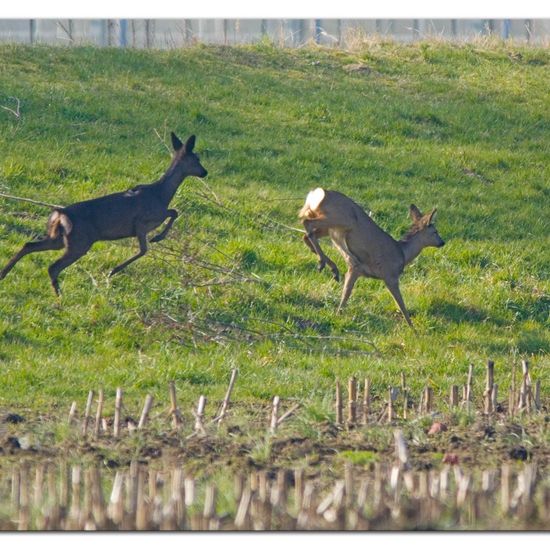 Roe deer: Animal in habitat Agricultural meadow in the NatureSpots App