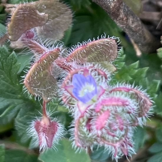 Ivy-leaved speedwell: Plant in habitat Brownfield land in the NatureSpots App