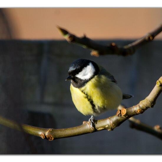 Great Tit: Animal in nature in the NatureSpots App