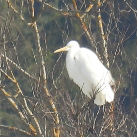 Great Egret: Animal in habitat Riparian forest in the NatureSpots App