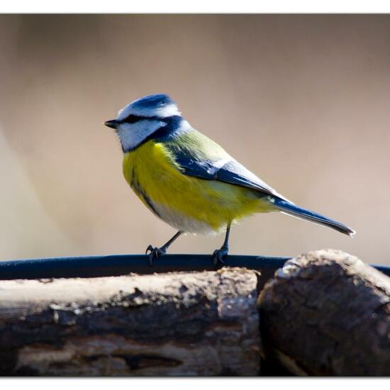 Cyanistes caeruleus: Animal in nature in the NatureSpots App