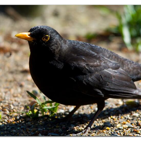 Common blackbird: Animal in nature in the NatureSpots App