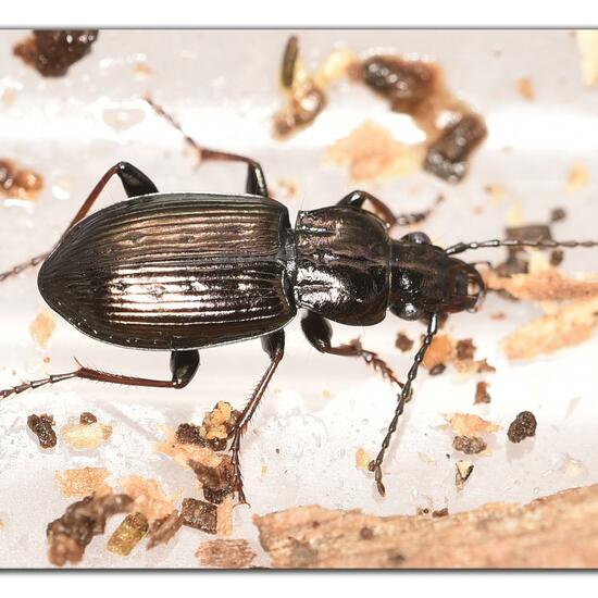 Pterostichus oblongopunctatus: Animal in habitat Garden in the NatureSpots App