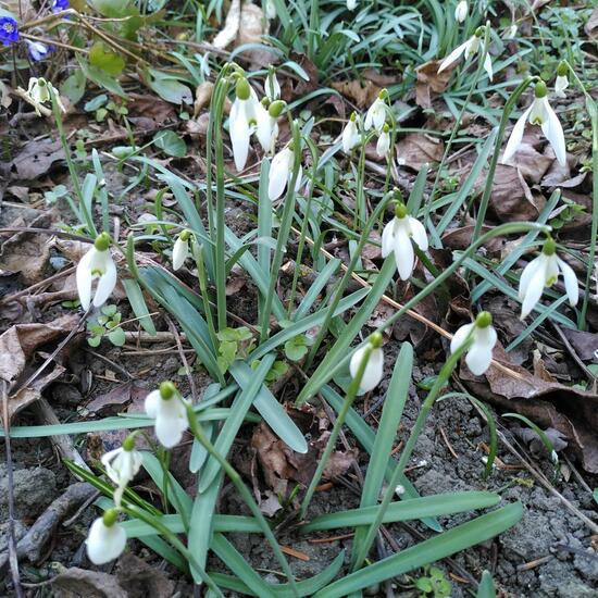 Galanthus angustifolius: Plant in habitat Garden in the NatureSpots App