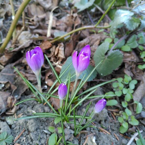 Crocus: Plant in habitat Garden in the NatureSpots App