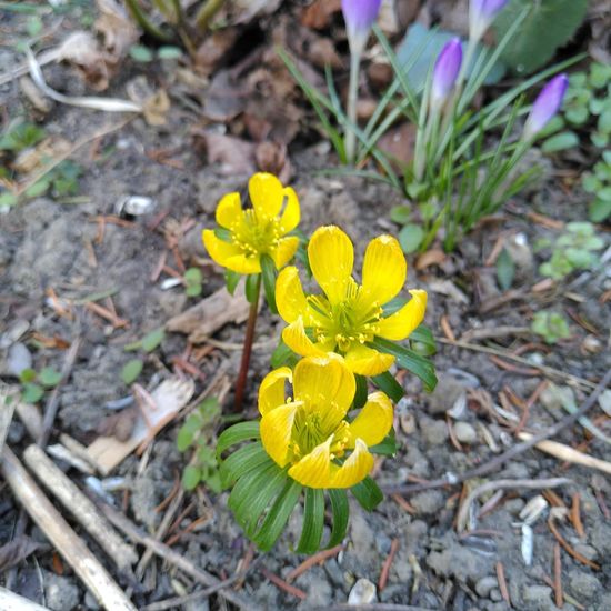 Eranthis hyemalis: Plant in habitat Garden in the NatureSpots App