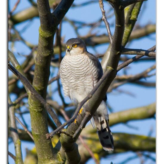 Eurasian Sparrowhawk: Animal in habitat Garden in the NatureSpots App