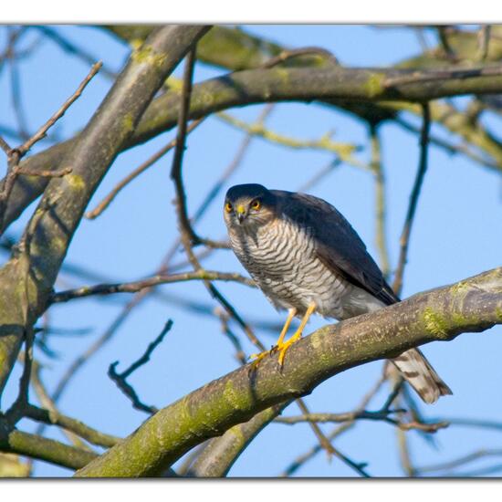 Eurasian Sparrowhawk: Animal in habitat Garden in the NatureSpots App