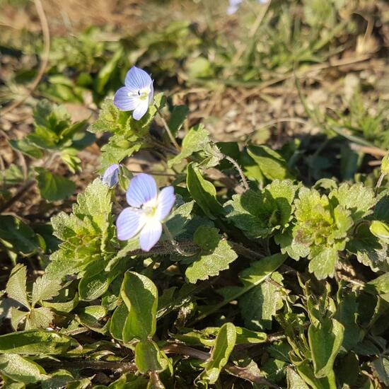 Glechoma hederacea: Plant in habitat City and Urban in the NatureSpots App