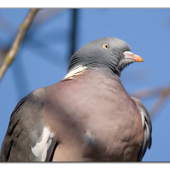 Common Wood Pigeon: Animal in habitat Garden in the NatureSpots App