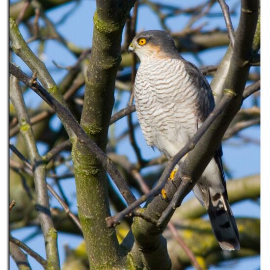 Eurasian Sparrowhawk: Animal in habitat Garden in the NatureSpots App