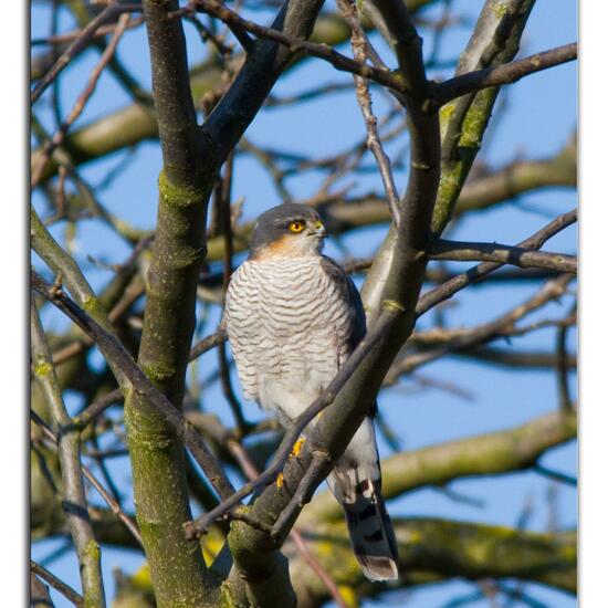 Eurasian Sparrowhawk: Animal in habitat Garden in the NatureSpots App