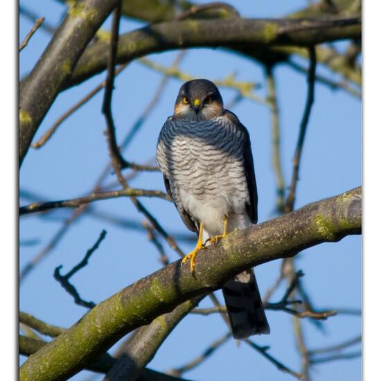 Eurasian Sparrowhawk: Animal in habitat Garden in the NatureSpots App