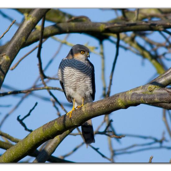 Eurasian Sparrowhawk: Animal in habitat Garden in the NatureSpots App