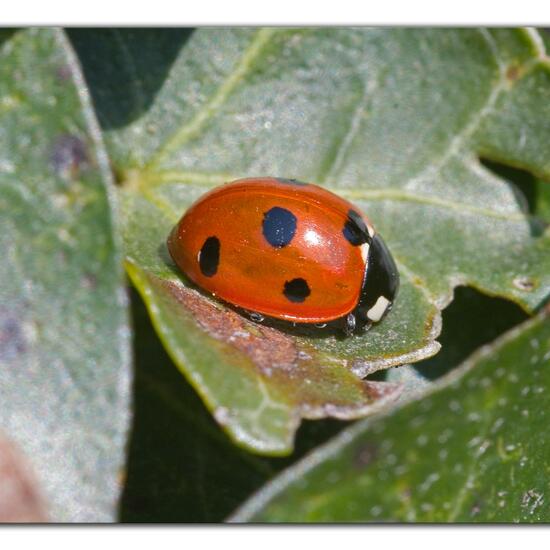 Coccinella septempunctata: Animal in habitat Garden in the NatureSpots App