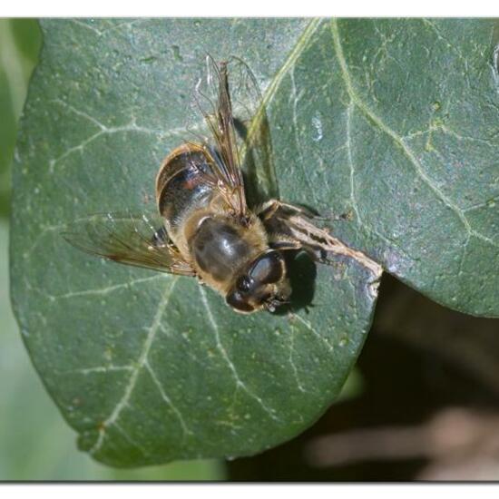 Eristalis tenax: Animal in habitat Garden in the NatureSpots App