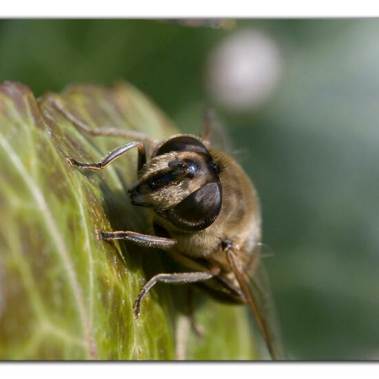 Eristalis tenax: Animal in habitat Garden in the NatureSpots App