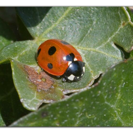 Coccinella septempunctata: Animal in habitat Garden in the NatureSpots App