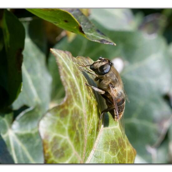 Eristalis tenax: Animal in habitat Garden in the NatureSpots App