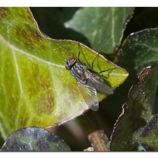 Musca autumnalis: Animal in habitat Garden in the NatureSpots App